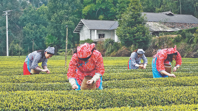 威远县：5万余亩春茶进入采摘期 预计产值约2亿元，人均增收2500余元