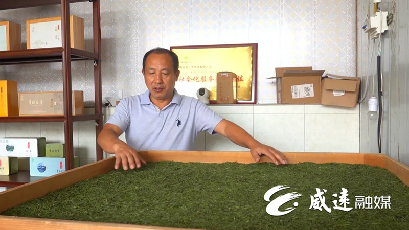 远销非洲！威远这里的秋茶进入采摘加工旺季——